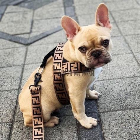 fendi leash|Women's Designer Pet Accessories .